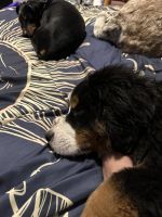 Bernese Mountain Dog Puppies for sale in Freeport, IL 61032, USA. price: $1,900