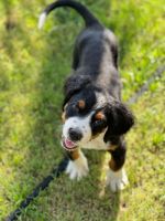 Bernese Mountain Dog Puppies for sale in Orosi, CA 93647, USA. price: $350