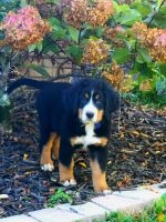 Bernese Mountain Dog Puppies for sale in Mt Zion, IL, USA. price: $2,000