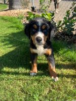 Bernese Mountain Dog Puppies for sale in Orosi, CA 93647, USA. price: $300
