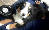 Bernese Mountain Dog Puppies for sale in Meridian, ID, USA. price: $600