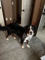 Bernese Mountain Dog Puppies for sale in Edmond, Oklahoma. price: $300