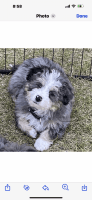 Bernese Mountain Dog Puppies for sale in Millsboro, Delaware. price: $500