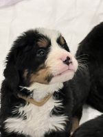 Bernese Mountain Dog Puppies for sale in Kenosha, Wisconsin. price: $1,450