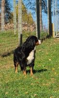 Bernese Mountain Dog Puppies for sale in Winesburg, OH 44624, USA. price: $800