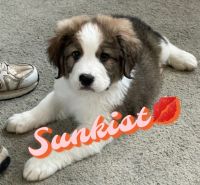 Bernese Mountain Dog Puppies for sale in Springfield, OH, USA. price: $450