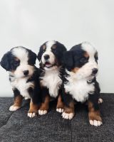 Bernese Mountain Dog Puppies for sale in Albany, New York. price: $1,300