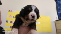 Bernese Mountain Dog Puppies for sale in DeKalb, Illinois. price: $1,500