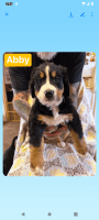 Bernese Mountain Dog Puppies for sale in 3361 Blackberry Dr, Erlanger, KY 41018, USA. price: $700