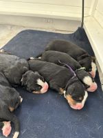 Bernese Mountain Dog Puppies for sale in Bradenton, FL, USA. price: $2,000