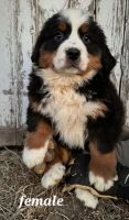 Bernese Mountain Dog Puppies for sale in Kalona, IA 52247, USA. price: $800