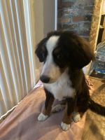 Bernese Mountain Dog Puppies for sale in Columbus, Ohio. price: $400