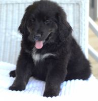 Bernese Mountain Dog Puppies for sale in Fair Play, South Carolina. price: $950