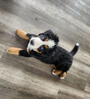 Bernese Mountain Dog Puppies for sale in Denver, Colorado. price: $1,200