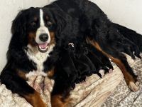 Bernese Mountain Dog Puppies for sale in 16524 110th Ave, Evart, MI 49631, USA. price: $1,000
