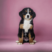 Bernese Mountain Dog Puppies for sale in Isanti, Minnesota. price: $1,200