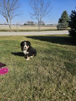 Bernese Mountain Dog Puppies for sale in Grabill, IN 46741, USA. price: $1,000