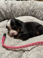 Bernese Mountain Dog Puppies for sale in Harrison, Michigan. price: $1,500