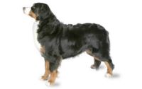 bernese mountain dog dog