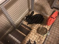 Beveren rabbit Rabbits for sale in 1105 Wendover St NW, Isanti, MN 55040, USA. price: NA
