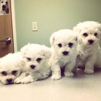 Bichon Bolognese Puppies for sale in Milwaukee, WI 53202, USA. price: NA