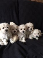 Bichon Bolognese Puppies Photos