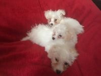 Bichon Bolognese Puppies for sale in El Paso, TX, USA. price: NA