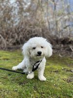 Bichon Frise Puppies for sale in Federal Way, WA, USA. price: NA