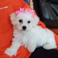 Bichon Frise Puppies for sale in Riverside, CA 92509, USA. price: NA