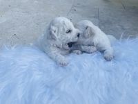 Bichon Frise Puppies for sale in Miami, FL, USA. price: NA