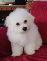 Bichon Frise Puppies for sale in Adams, KY 41201, USA. price: NA