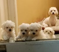 Bichon Frise Puppies Photos