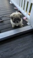 Bichon Frise Puppies for sale in Middle River, MD, USA. price: NA