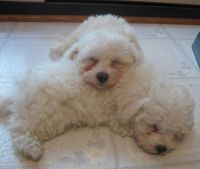 Bichon Frise Puppies for sale in Milwaukee, WI, USA. price: NA