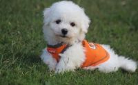 Bichon Frise Puppies for sale in Los Angeles, CA 90017, USA. price: NA
