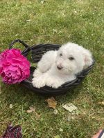 Bichon Frise Puppies for sale in Columbiana, OH 44408, USA. price: $600
