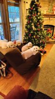 Bichon Frise Puppies for sale in Adams, KY 41201, USA. price: $1,500