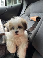 Bichon Frise Puppies for sale in Bronx, NY, USA. price: $1,500