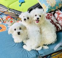 Bichon Frise Puppies for sale in Fords Shop Rd, Virginia 22701, USA. price: NA