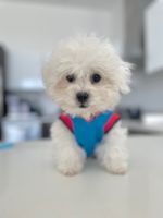 Bichon Frise Puppies for sale in Los Angeles, CA, USA. price: $2,500