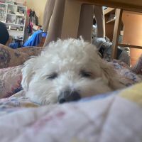 Bichon Frise Puppies for sale in Middletown, CT, USA. price: $2,500