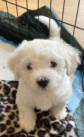 Bichon Frise Puppies for sale in Pittsboro, NC 27312, USA. price: $500