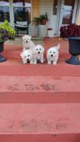 Bichon Frise Puppies for sale in Adams, KY 41201, USA. price: $1,500