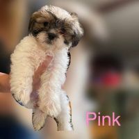 Bichon Frise Puppies for sale in Bellamy, VA 23061, USA. price: $1,500
