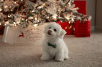 Bichon Frise Puppies for sale in Crystal River, FL, USA. price: $1,500