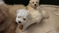 Bichon Frise Puppies for sale in Albion, ME 04910, USA. price: $1,050