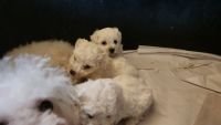 Bichon Frise Puppies for sale in Unity, Maine. price: $850