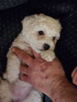 Bichon Frise Puppies for sale in Ripley, West Virginia. price: $450