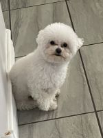 Bichon Frise Puppies for sale in Fontana, California. price: $3,500
