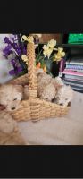 Bichonpoo Puppies for sale in Goodyear, AZ, USA. price: NA